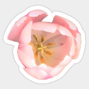 Little Pink Tulip Sticker